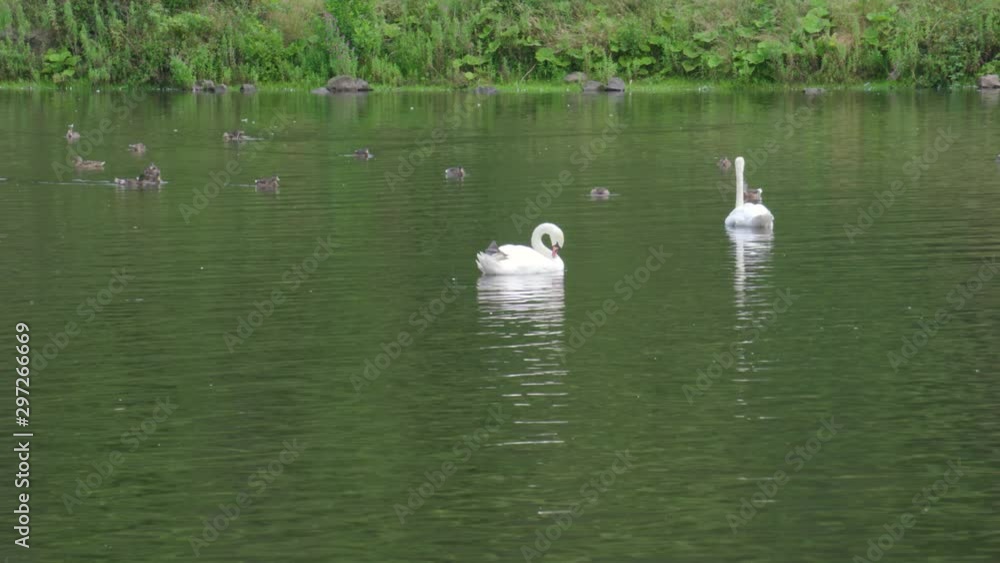 Swans swim amongst Ducks and Seagulls in Rippling Reflective pond Swans swim amongst Ducks and Seagulls in Rippling Reflective pond