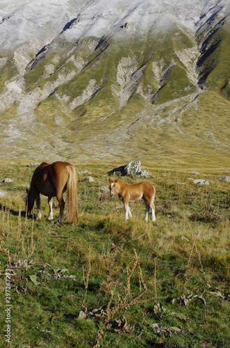 Horses grazing on the Campo Imperatore plateau. Gran Sasso, l'Aquila, Abruzzo, Italy