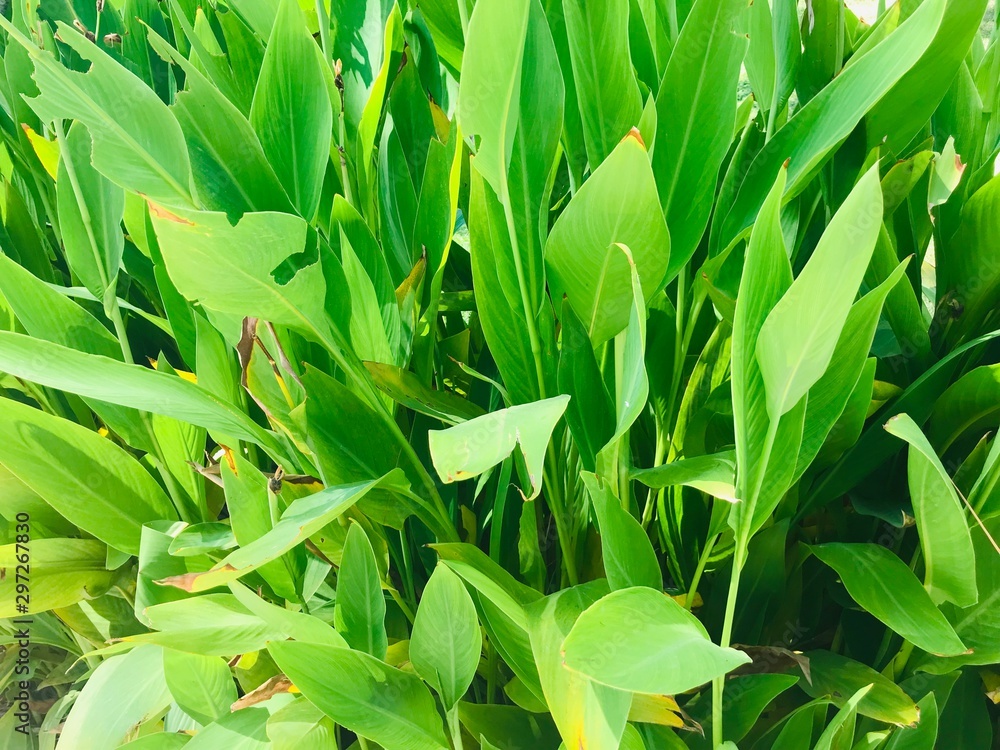 Obraz premium Green leaves. Bush with green leaves. Summer.