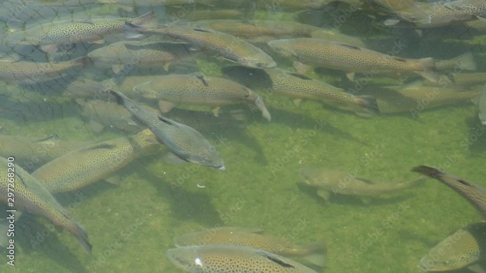 School of large Rainbow Trout congregating in an industrial pool of a fish hatchery near Asheville, North Carolina. These fish and their offspring are released into the local streams and rivers. School of large Rainbow Trout congregating in an industrial pool of a fish hatchery near Asheville, North Carolina. These fish and their offspring are released into the local streams and rivers.