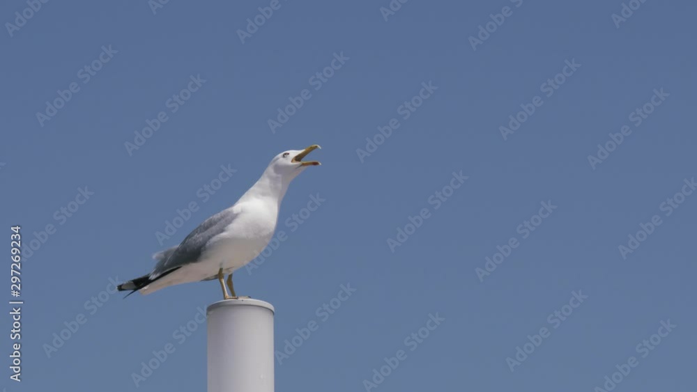 Loud and noisy seagull perched on a pole squawking against clear blue sky Loud and noisy seagull perched on a pole squawking against clear blue sky