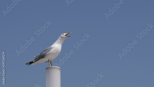 Loud and noisy seagull perched on a pole squawking against clear blue sky