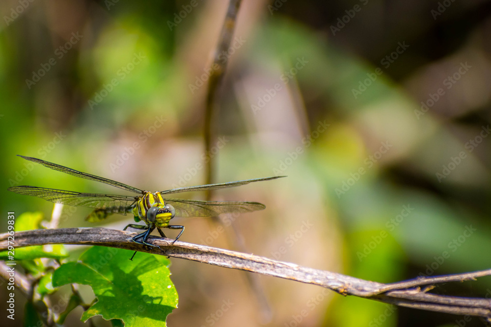 A Southern Hawker Dragonfly in Frontera Audubon Society, Texas A Southern Hawker Dragonfly in Frontera Audubon Society, Texas