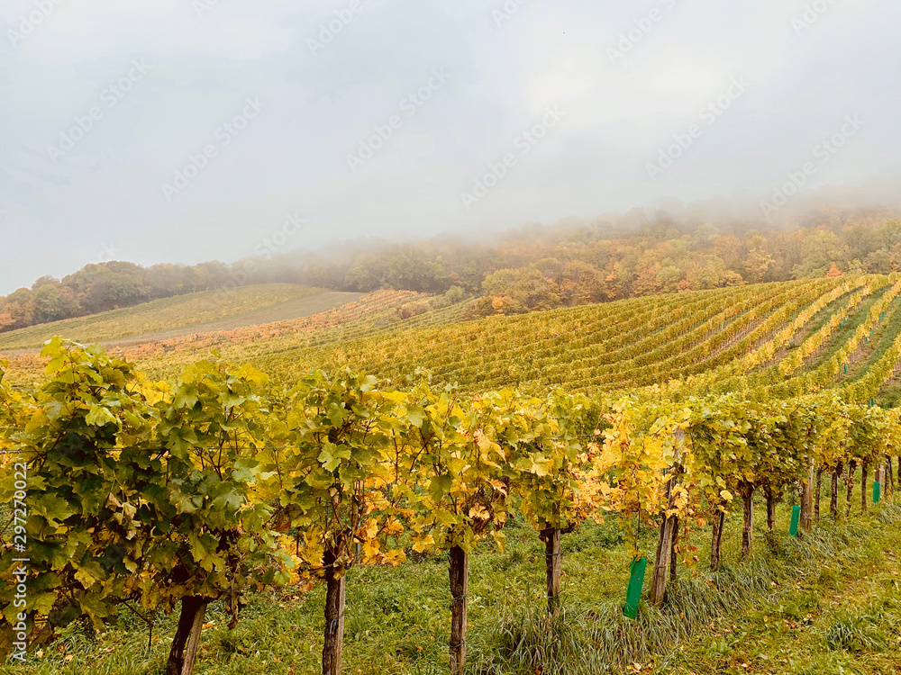 Weinberg, Cobenzl, Herbst 2019