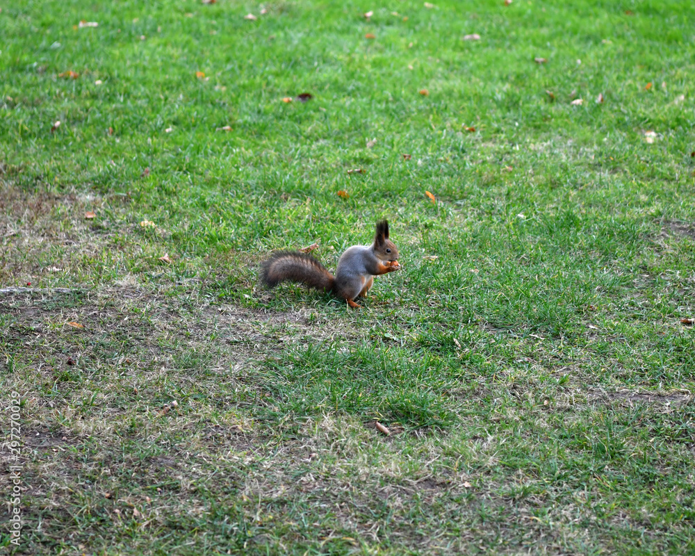 people are watching squirrels in the park