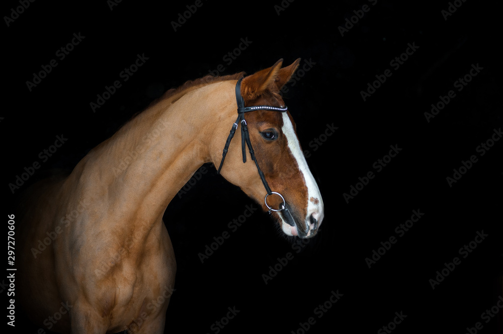 Fototapeta premium Horse in briddle portrait on black