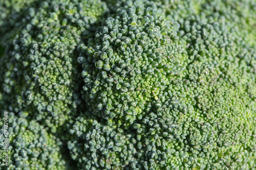 Fresh green broccoli. Organic food. green vegetables