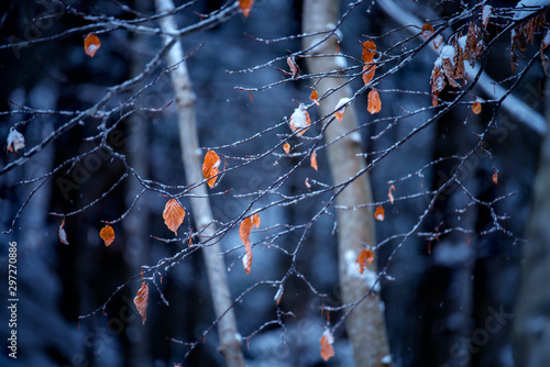 Branches with the last yellow leaves in a snowy forest. Autumn to winter transition.