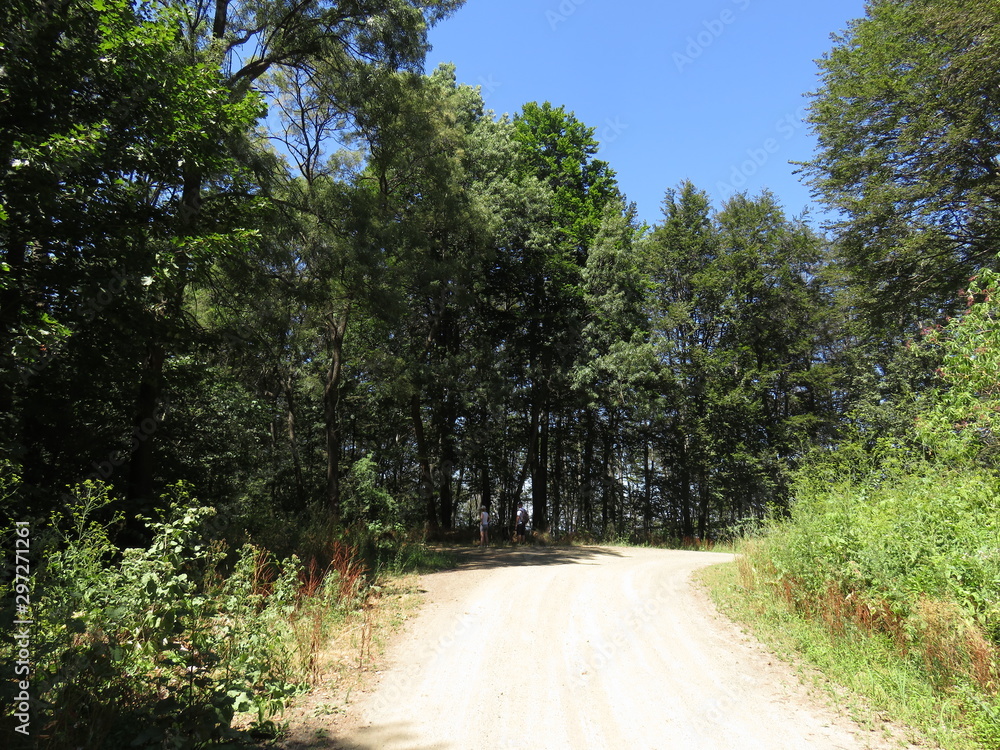 Obraz premium Moutain Golija Serbia road and forest