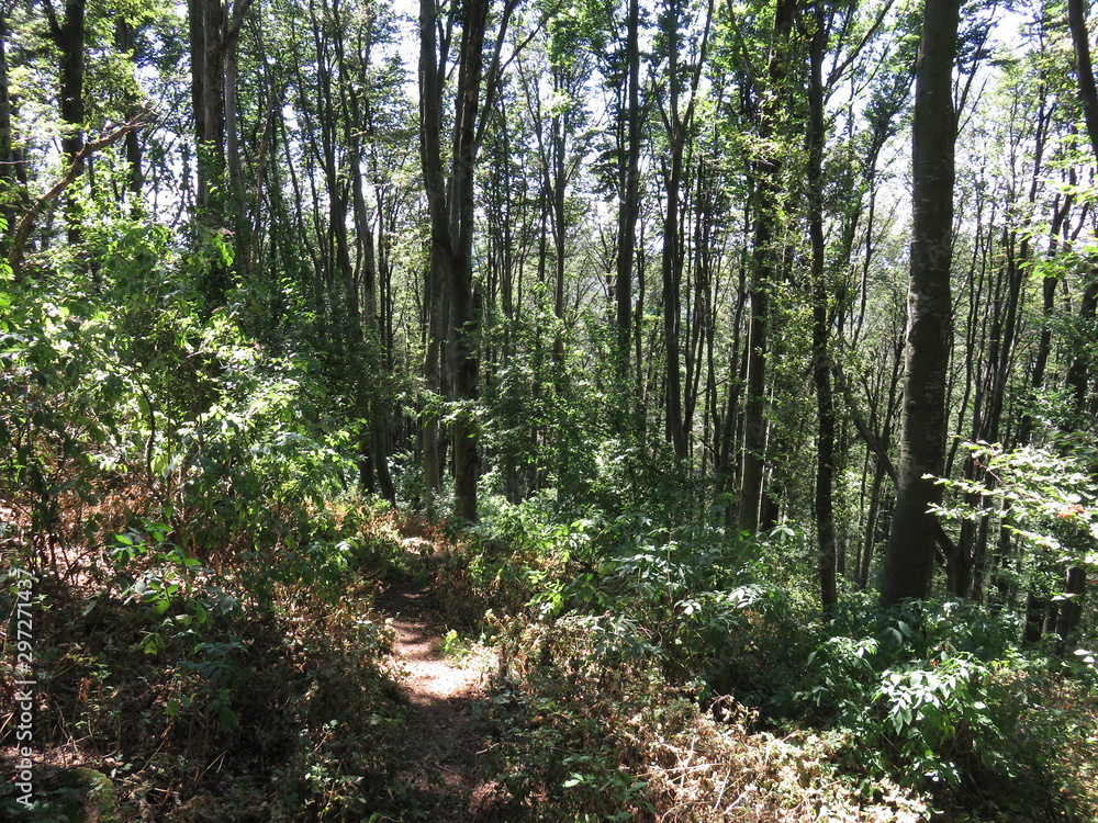 Mountain Yuhor Jagodina Serbia nature hiking trail in forest Mountain Yuhor Jagodina Serbia nature hiking trail in forest