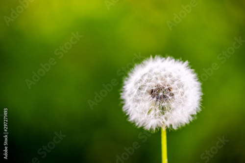 dandelion cloesup photography with green background 