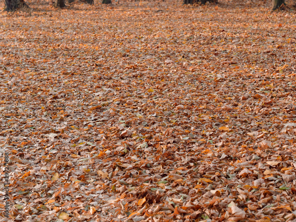 golden foliage on earth in the fall golden foliage on earth in the fall