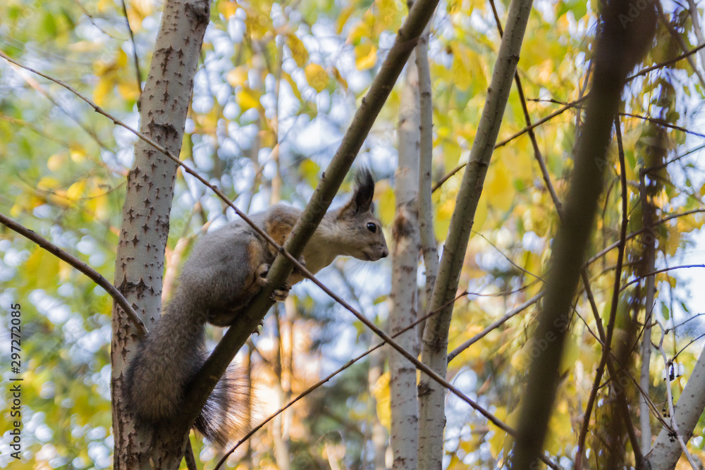 Obraz premium squirrel