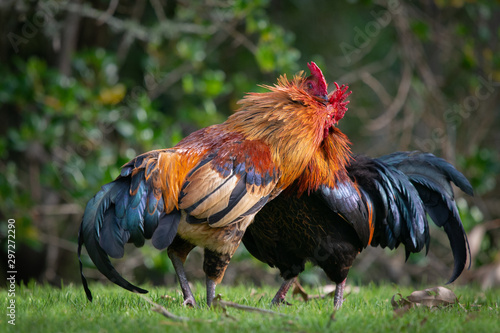 Two colourful wild roosters fighting in the Western Springs park in Auckland © Janice