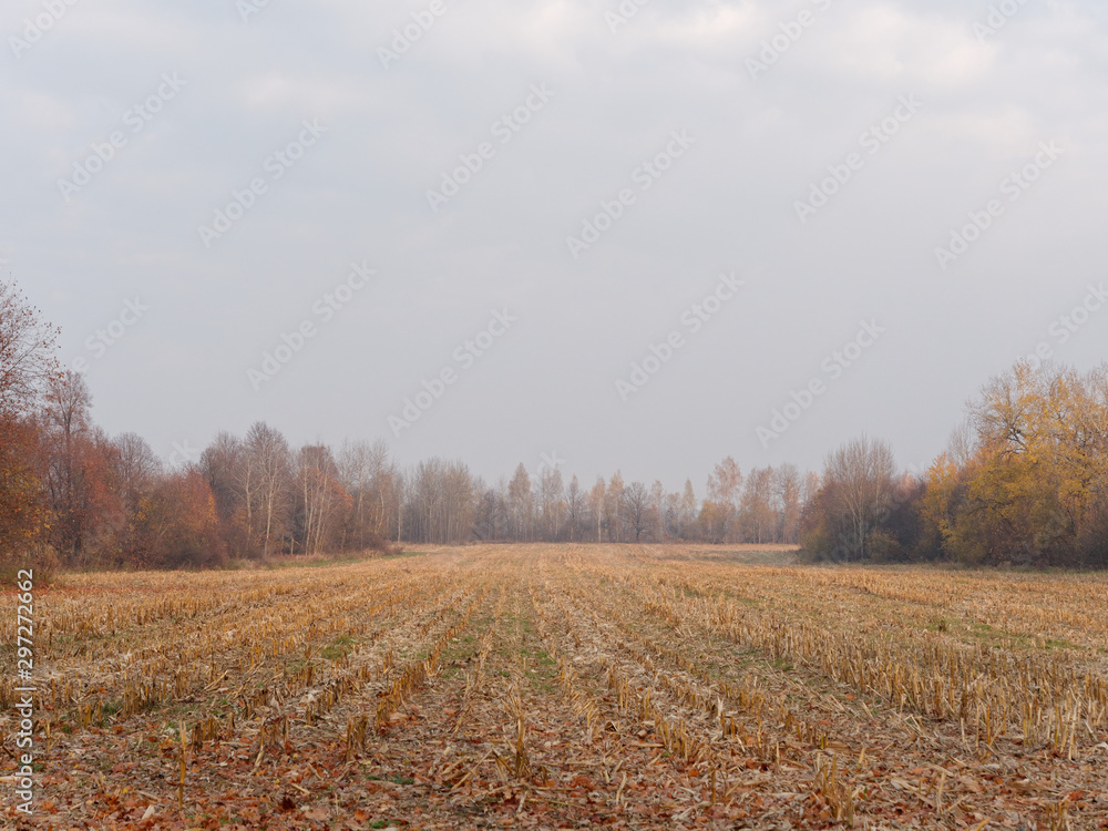 Fototapeta premium golden autumn on a rural field agronomy