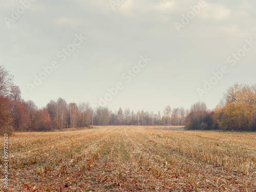 golden autumn on a rural field agronomy