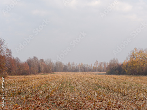 golden autumn on a rural field agronomy