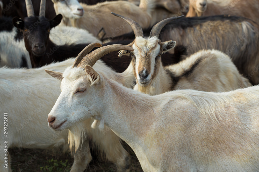 Sheep and goats graze on green grass in spring Sheep and goats graze on green grass in spring