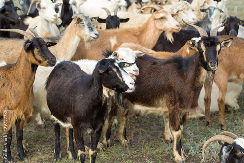 Sheep and goats graze on green grass in spring	