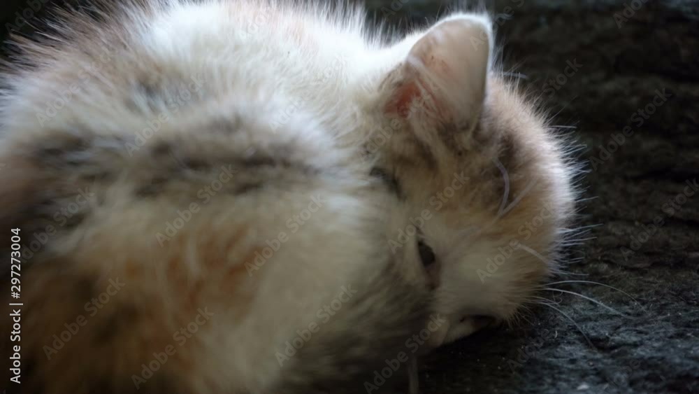kitten sleeping,white kitten sleeps on a black casing in the house kitten sleeping,white kitten sleeps on a black casing in the house