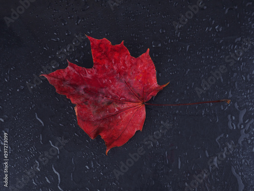 one red maple leaf on a black background in raindrops. Space for text, postcard