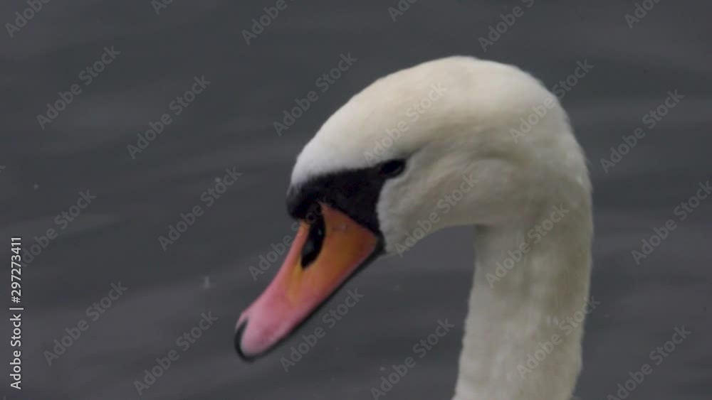 Close-up of Swan Head and Neck in Displaying Colourful Orange Beak Close-up of Swan Head and Neck in Displaying Colourful Orange Beak