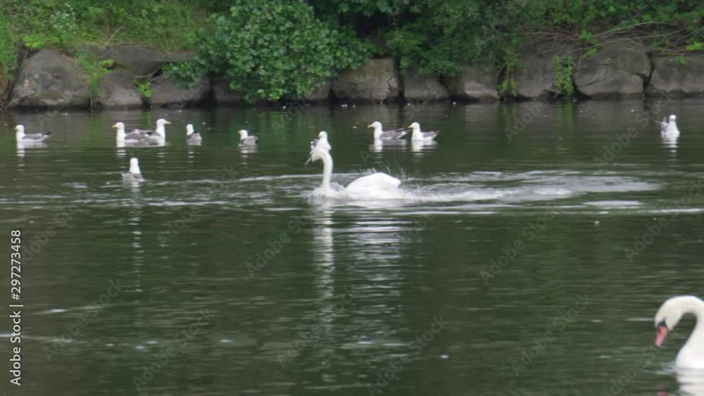 Swan Behaving Crazily, Displaying Wings and Pecking Itself Violently Swan Behaving Crazily, Displaying Wings and Pecking Itself Violently