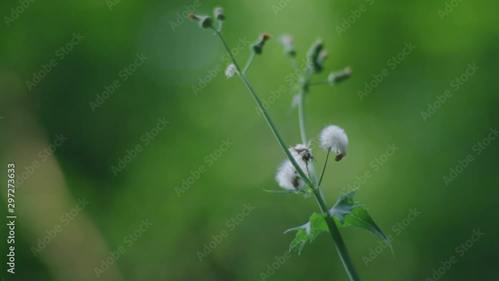 Shallow depth of field shot of a fuzzy plant Shallow depth of field shot of a fuzzy plant
