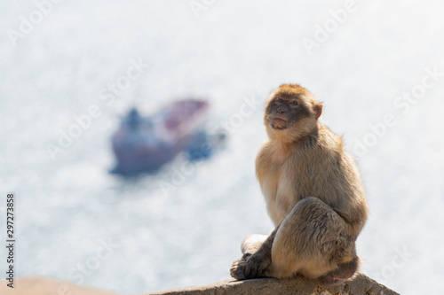 Monkey sitting with sea ship and mountain on background in Gibraltar