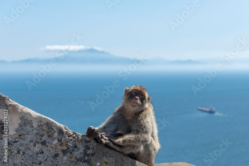 Monkey sitting with sea ship and mountain on background in Gibraltar © Alexey Seafarer