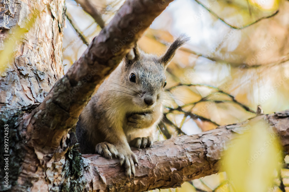 squirrel squirrel