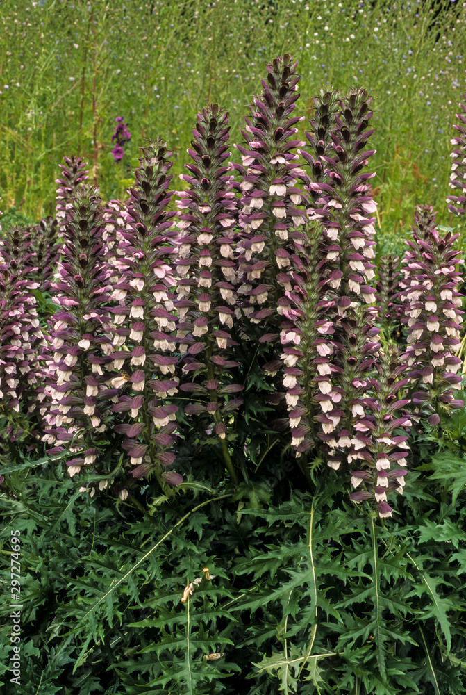 Obraz premium acanthe molle, Acanthus mollis