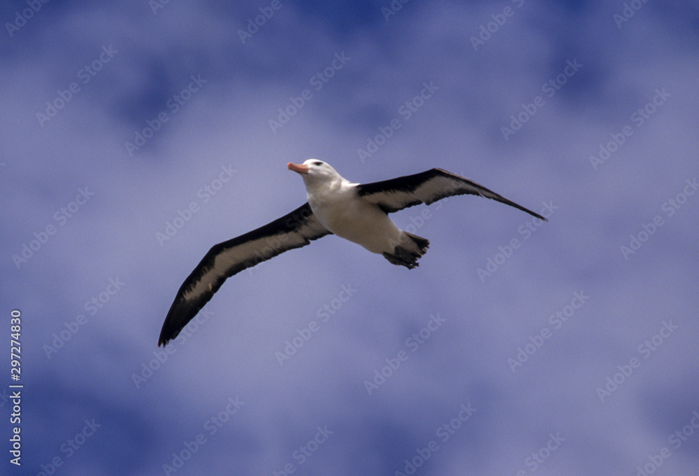 Albatros à sourcils noirs,.Thalassarche melanophris, Black browed Albatross, Iles Falkland, Iles Malouines Albatros à sourcils noirs,.Thalassarche melanophris, Black browed Albatross, Iles Falkland, Iles Malouines