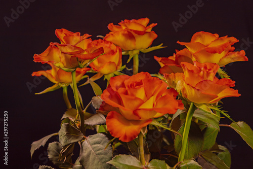 Rosenstrauß, Roses,