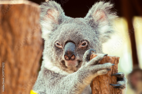 Fototapeta Naklejka Na Ścianę i Meble -  Australian koala outdoors. Queensland, Australia