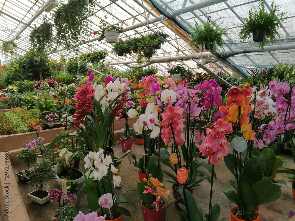 many different plants in the greenhouse