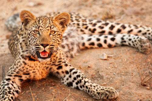 Leopard, South Africa, face up close, laughing, panting, comical