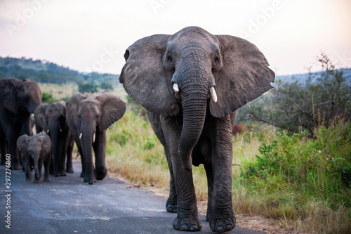 African Elephant, South Africa, mock charge, with family, on road