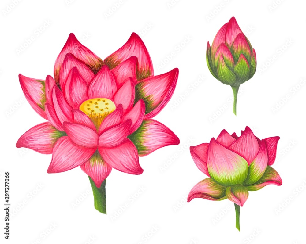 Hand drawn pink lotus. Set of three pieces