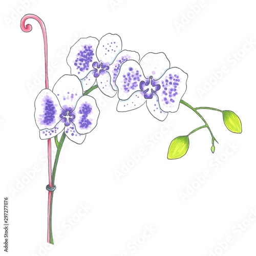 Hand drawn white and purple orchid isolated on white background