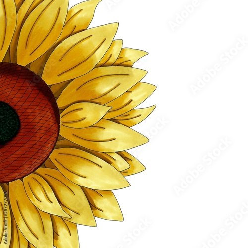 Hand drawn sunflower isolated on white background 