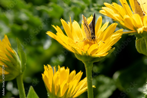 macro di una farfalla azzurro della sanguisorba famiglia lycaenidae