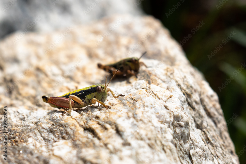 Fototapeta premium macro di due grilli su una roccia