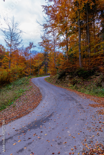 road in autumn forest