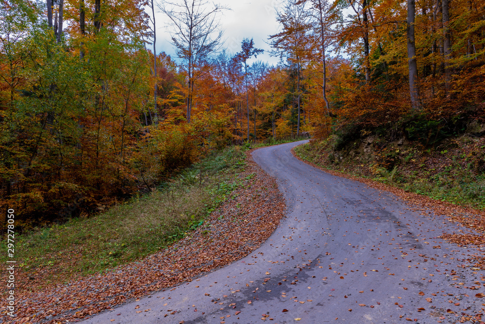 Fototapeta premium road in autumn forest