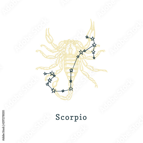 Zodiacal constellation of Scorpion on background of drawn symbol in engraving style.Vector illustration of sign Scorpio.