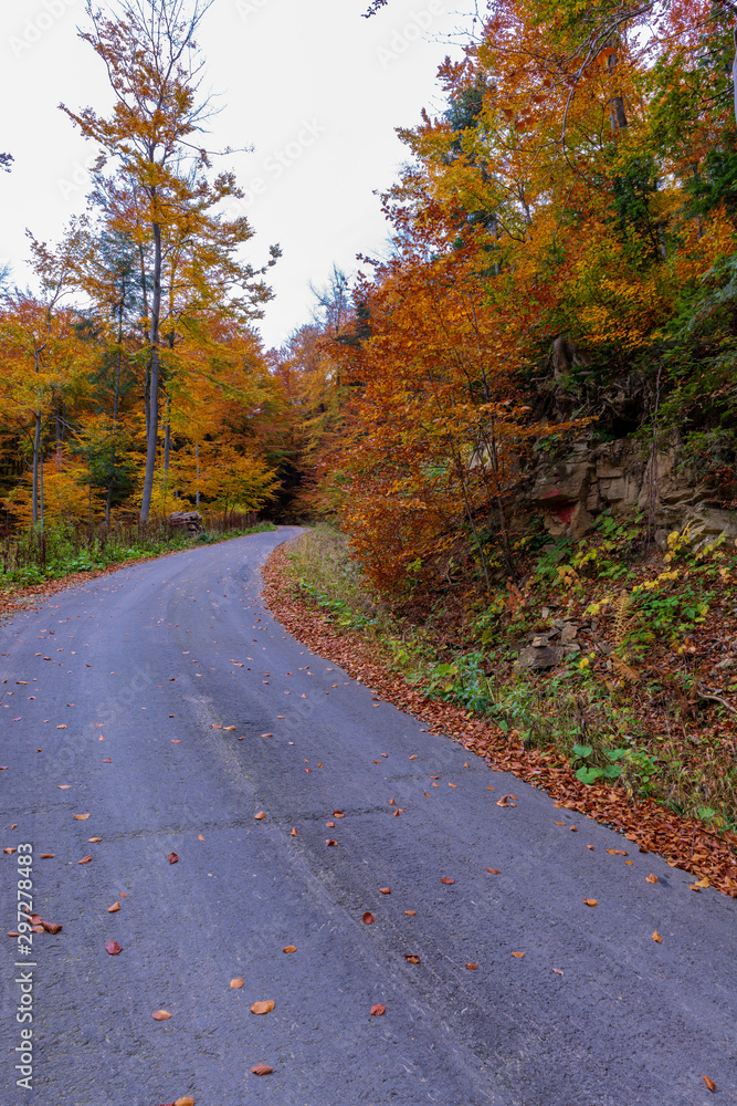 road in autumn forest