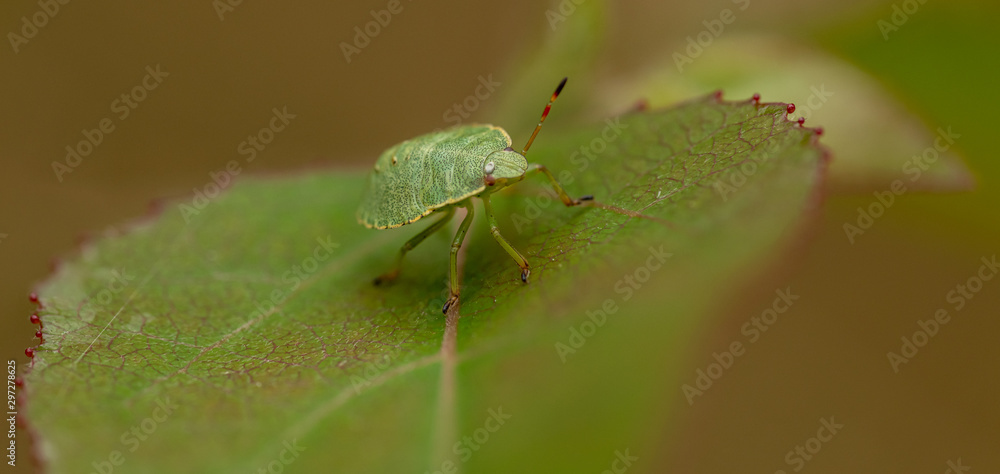 green bug with red eyes on leaf green bug with red eyes on leaf