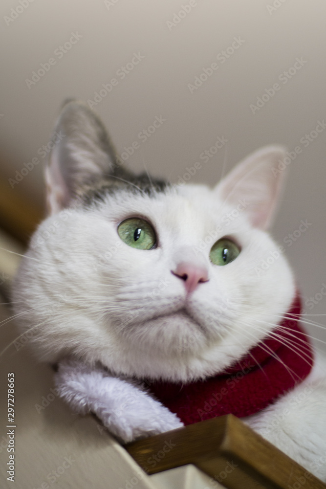 christmas cat santa hat