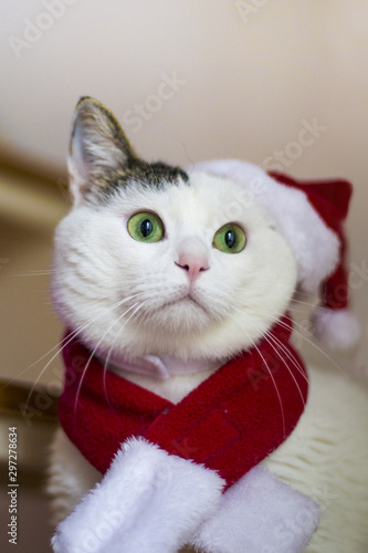 christmas cat santa hat © MarcoDM